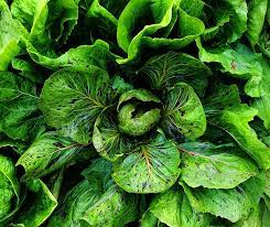 Growing Chicory The Complete Guide To Plant Care And Harvest Chicory Chicory Plants Easy Plants