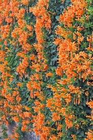 A range of annual climbing vines are available to grow on a trellis, an unsightly wall or the fence that you share with neighbors. Fast Growing Climbing Flowering Vines Miracle Gro Canada
