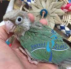 13 Pretty Bird Ideas Pretty Birds Bird Birds For Sale