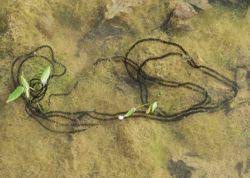 Denn jede froschart laicht zu einer anderen zeit. Froschnetz Paarung Der Amphibien Frosche Kroten