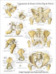 But understanding this level of skeletal anatomy will make it easier to understand muscle and how can you quickly visually assess a client's propensity towards a pelvic tilt? Pelvis And Hip Anatomy Poster Pelvis Anatomy Hip Anatomy Anatomy Bones