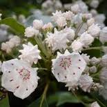 Image result for Laurembergia