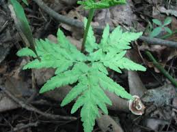 Image result for Botrychium dissectum