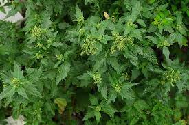 Image result for Chenopodiastrum