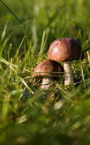 Les Champignons Au Jardin Bon Ou Mauvais Signe Gardena Jardins Pompe De Jardin Culture Des Legumes