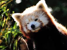 Maybe you would like to learn more about one of these? Wallpaper 1280x952 Px Animal Images Baby Animals Cool Pictures Cute Animals Cuties Hd Images Pet Photos Wallpaper Wild Desktop Images Wild Photos 1280x952 Goodfon 803279 Hd Wallpapers Wallhere