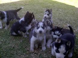 Chiots malamute d'alaska les trois dernières photos ce sont les parents bonjour notre belle 3 malamute / siberian husky puppies for sale. Alaska Malamute Puppies For Sale Pets Nigeria