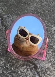 The Weekend Is In Sight Now We Just Dgaf 32 Photos Cute Animal Memes Cat Aesthetic Cute Little Animals