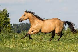 Buckskin paint horses for sale. 69 Quarter Horse Wallpaper On Wallpapersafari