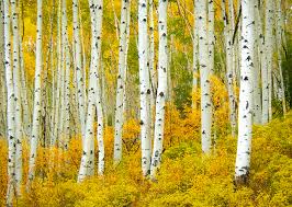 Ahhh, aspen, where do we start? Colorado Fall Foliage Report Kit Frost
