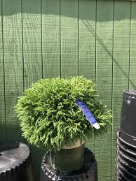 Image result for Cryptomeria