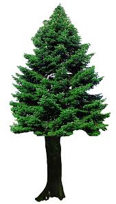 Discover and download free christmas tree png images on pngitem. Christmas Tree Png Transparent Image Pngpix