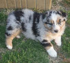 Pin By Kelsey Urton On Just For Fun Australian Shepherd Blue Merle Australian Shepherd Puppies Australian Shepherd