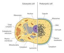 Check spelling or type a new query. Prokaryotes Vs Eukaryotes Biology Dictionary
