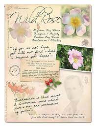 Agrimony Bach Flower Remedy For Inner Turmoil And Stress Stock Bottles Flower Remedy Flower Essences Bach Flower Remedies