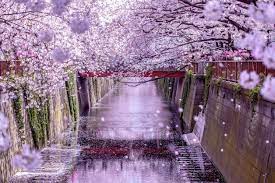 10 Of Tokyo S Most Beautiful Sakura Viewing Spots Savvy Tokyo Cherry Blossom Japan Cherry Blossom Japan