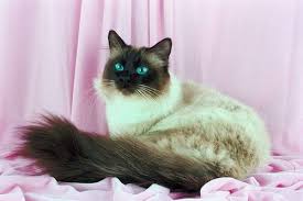 Ras kucing bermata biru antara lain siam, bali, himalaya, persia, birman, dan jawa. Kucing Himalaya Profil Lengkap Dan Cara Merawatnya