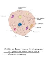 Ultrastructure is the name for the fine structure that is revealed when using a powerful microscope such as an electron microscope. 1 2 1 Draw A Generalized Prokaryotic Cell