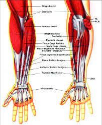 Related posts of muscles of the arm and forearm diagram. The Muscles Of The Forearm Download Scientific Diagram