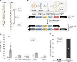 Lakewood offers local construction solutions with quality products, at fair prices, and exceptional service. Distinct Dna Repair Pathways Cause Genomic Instability At Alternative Dna Structures Nature Communications