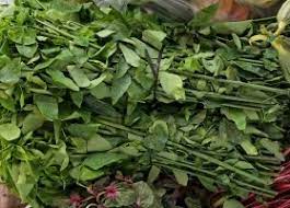 Flat egg noodles, vegetables (mainly sayur manis or cangkuk manis ), anchovy, fish/minced meat, soup, asam jawa. Anim Agriculture Technology Cekur Manis Potential Crop