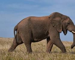 Elefante