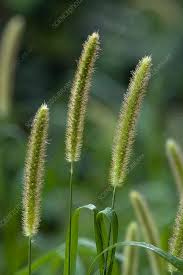 Image result for Setaria italica