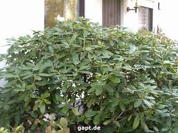 Rhododendren bilden die blütenansätze bereits im vorjahr, sobald die blüten der aktuellen saison verblüht sind. Rhododendron Radikaler Ruckschnitt Wegen Lichtmangel Im Haus Gartenpflege Tipps