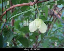 Image result for Hymenocardia