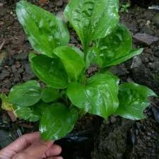 Manfaat daun ini dalam kedua pengobatan tradisonal tersebut adalah sebagai antimikroba, antiinflamasi, antidiabetes, antidepresan, dan meningkatkan daya ingat. Jual Tanaman Herbal Ki Urat Atau Sendokan Kota Bogor Q Todjo Tokopedia