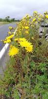 Image result for Sonchus luxurians