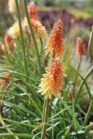 Image result for Kniphofia princeae