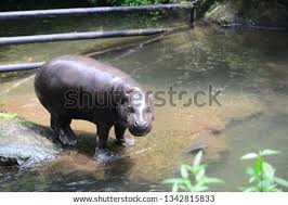 Saat ini, kebun binatang ragunan menempati urutan kedua terluas di dunia setelah yang ada di kanada. Uggw5filt8qwam