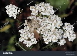 Image result for Operophtera fagata