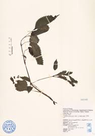 Image result for Lecanthus peduncularis