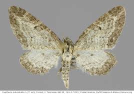Image result for Eupithecia subumbrata
