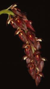Image result for Bulbophyllum prorepens
