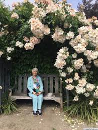 It not only is a beautiful color, it smells wonderful! 29 Roses Modern Shrub White Ideas Rose Photos Rose Shrubs