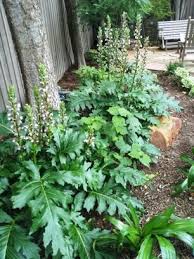 Pin By Roundtree Landscaping On Low Maintenance Shade Plants For North Texas Shade Landscaping Shade Perennials Dry Shade Plants