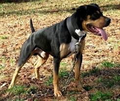 Black And Brown Pitbull Mix Black Tan Apbt