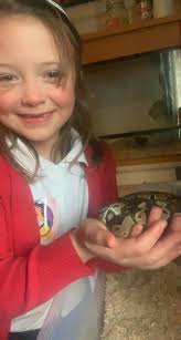 New Ball Python Pet Owner Shares Information and Pictures