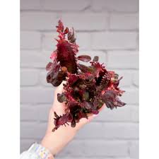 Image result for Euphorbia rubriflora