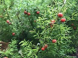 Image result for Asparagus natalensis