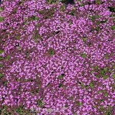 Hier erfahren sie alles über standort, boden und pflege wie gießen und düngen.ist er essbar? Teppich Thymian Purpurteppich Thymus Kaufland De