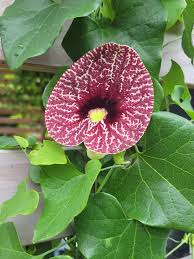Image result for Aristolochia littoralis