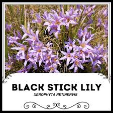 Image result for Xerophyta zambiana