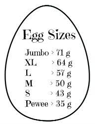 individual egg size chart in grams chicken life egg chart