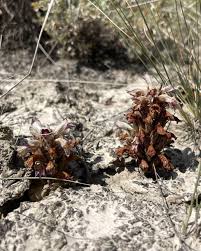 Image result for Orobanchaceae