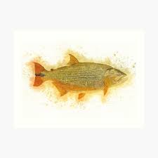 Golden Dorado River Monster Watercolor Art For The Fishing Lovers And Anglers Art Print By Naumovski Watercolor Art River Monsters Art Prints
