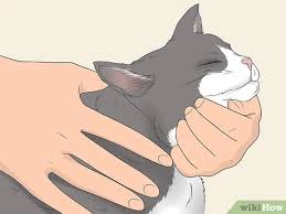 A shedding cat can become a huge mess without proper cat grooming techniques. How To Know If Your Cat Is Still A Kitten 7 Steps With Pictures